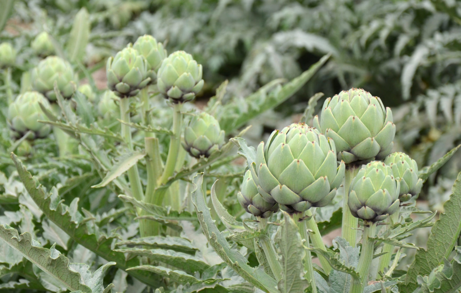 John Steinbeck’s Salinas Valley Now a High Tech Salad Bowl