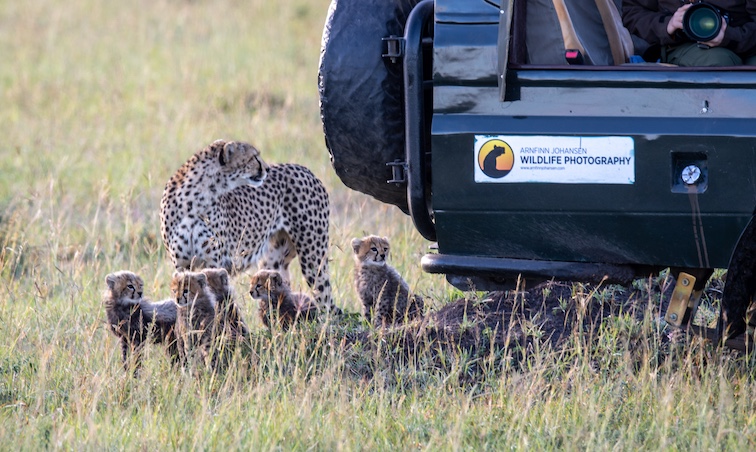 A mother cheetah and her cubs seem oblivious to the jeep. They are the fastest land animal in the world. Habitat loss, conflict with humans, poaching, and high susceptibility to diseases are continuing threats to their numbers.