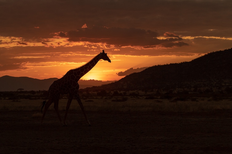 A silhouetted giraffe at sunset is considered an iconic image of an African safari.