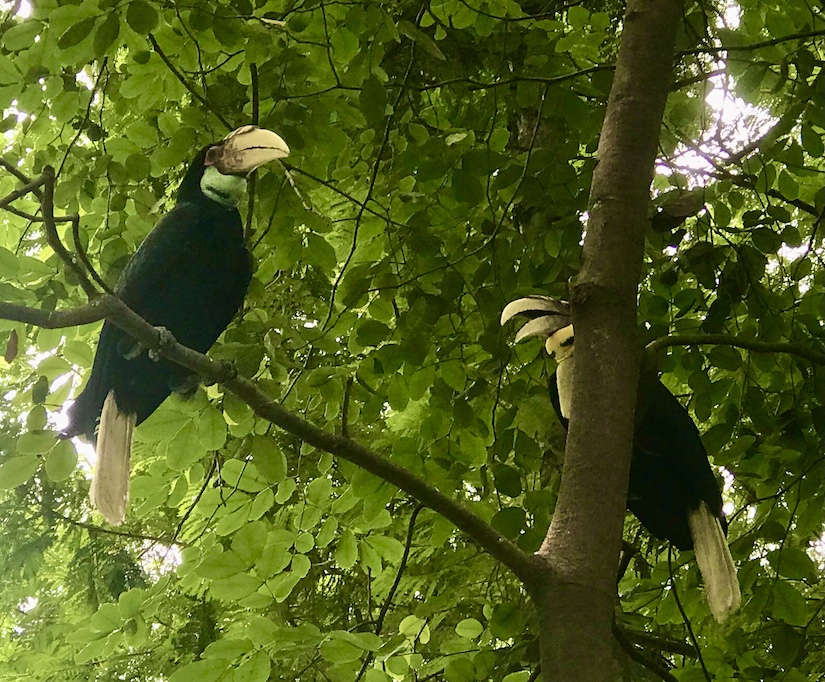 Ungainly looking great hornbills share the shade of a lush tree on the grounds of Wat Phnom. 