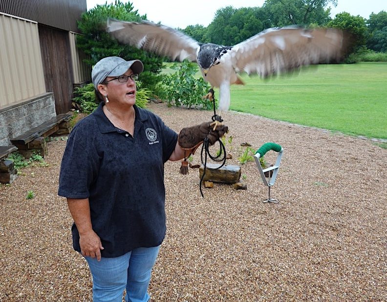 Eagles are revered and find a safe place at the Citizen Potawatomi Nation Eagle Aviary.
