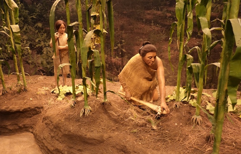 Detailed dioramas depict 19th century Choctaw working in the tall corn fields.