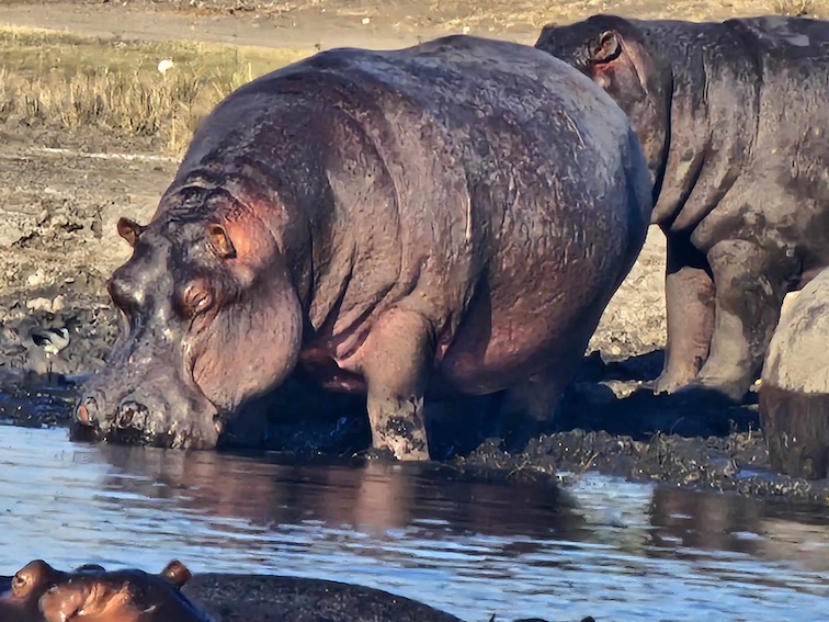 Hippos look like large pigs, but their closest living relatives are dolphins, whales and porpoises.