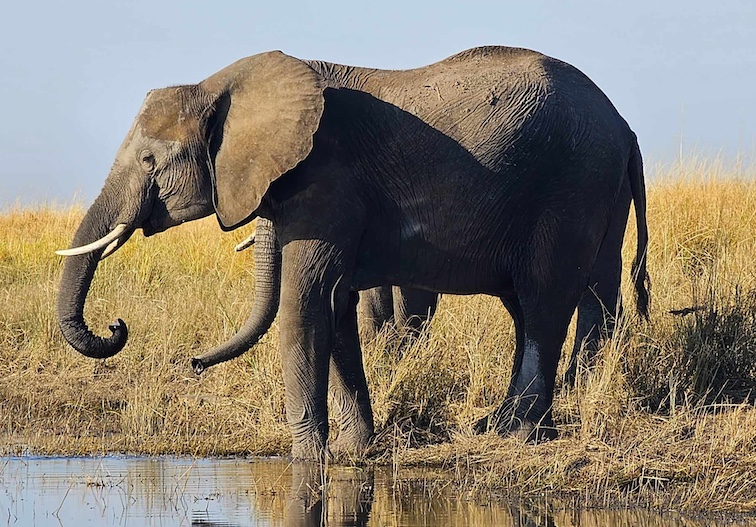 Elephants are the largest living land animal in the world. They like to stay near water and are considered herbivorous. 