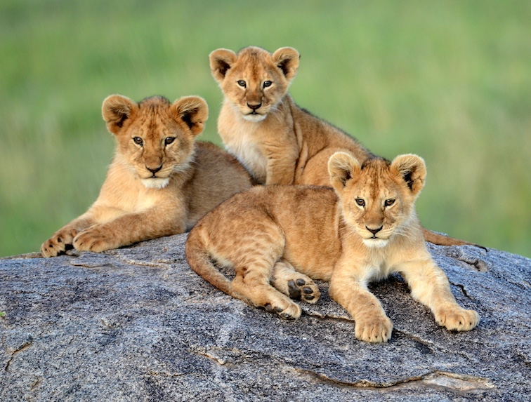 Three young lion cubs take a moment from their playfulness and rest on a rock. 