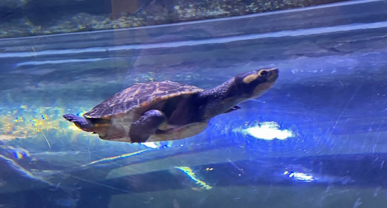 Sea turtle in the Cairns Aquarium. Photo by Liz Campbell