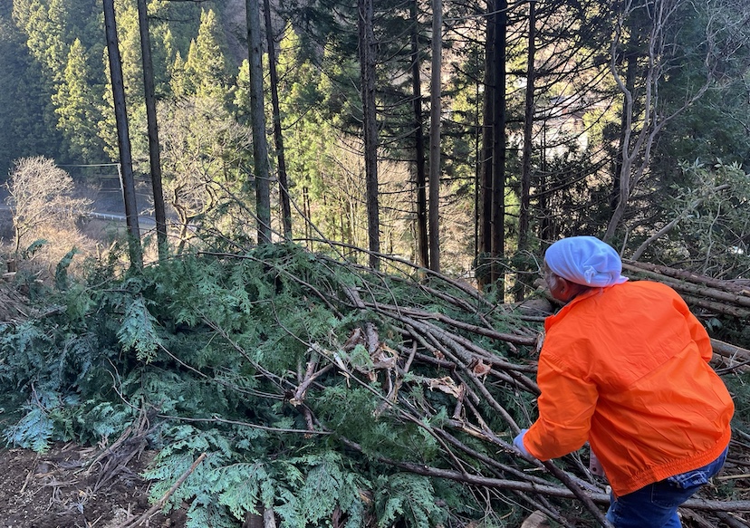 Discarded hinoki leaves are collected by WOODBOX for production of essential oils. 