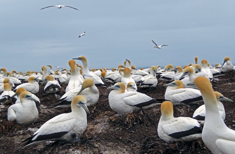 Gannets galore