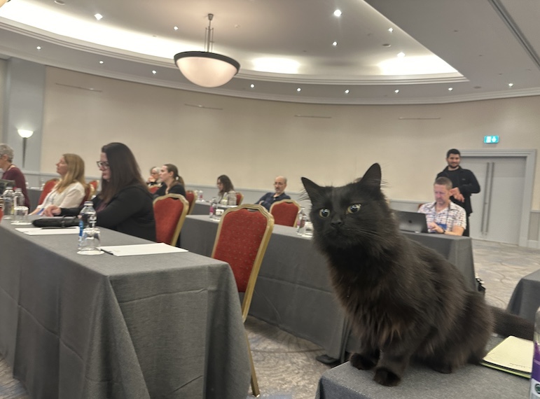 Lenore, one of the many house cats living inside the Conrad Hotel in Istanbul, likes to attend business conferences whenever there is a convention. 