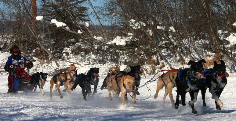 Dog sledding is not just recreation. It's a way of life in the Alaska Interior