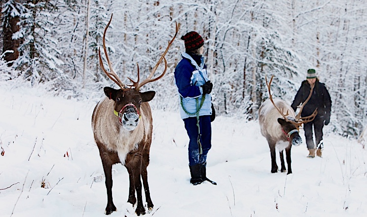 Want to take an Arctic animal for a walk? Then drive a few miles outside Fairbanks to Running Reindeer Ranch.