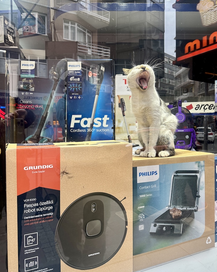 This sleepy cat lives a cushy life inside an Istanbul appliabce store.