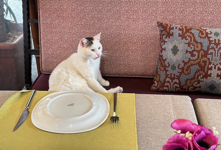 This contemplative kitty inside an Istanbul restaurant is keeping the seat warm for the next human guest. Offer her lunch and she'll no doubt accept. 