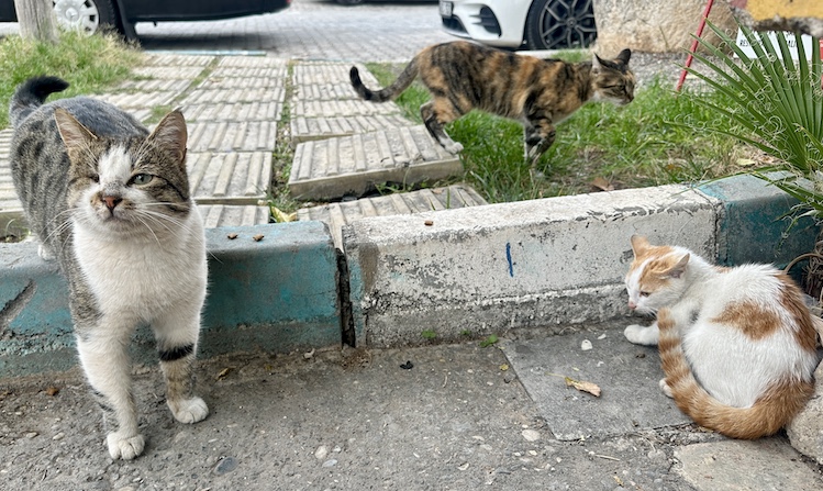 These cats in the small town of Halfeti are a little scruffier than their Istanbul cousins, but friendly and eager for treats. 