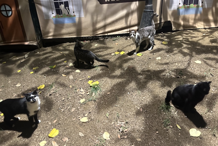 These four cats have their own house inside an Istanbul park.