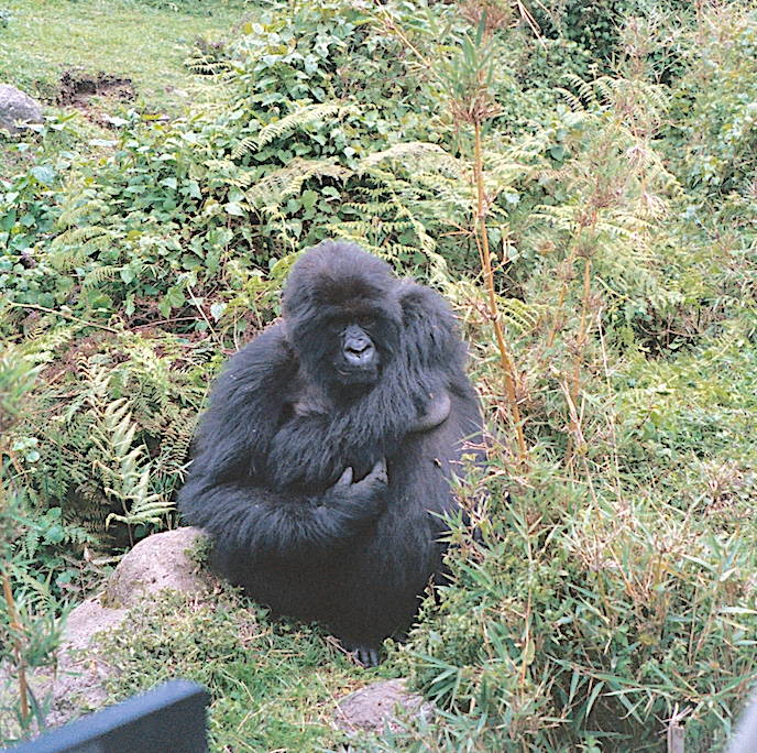 Uganda gorilla