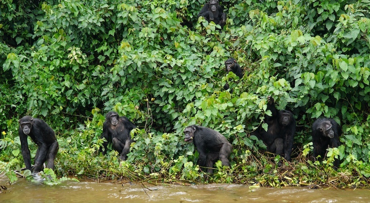 Playful chimps on the shore at the Ngamba Island Chimpanzee Sanctuary.