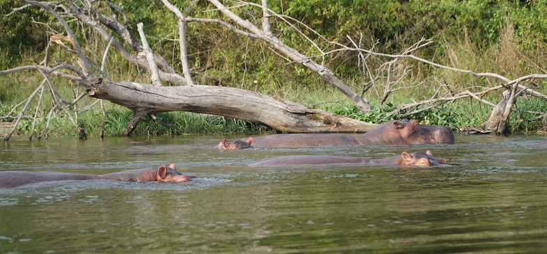 Hippos in Murchison