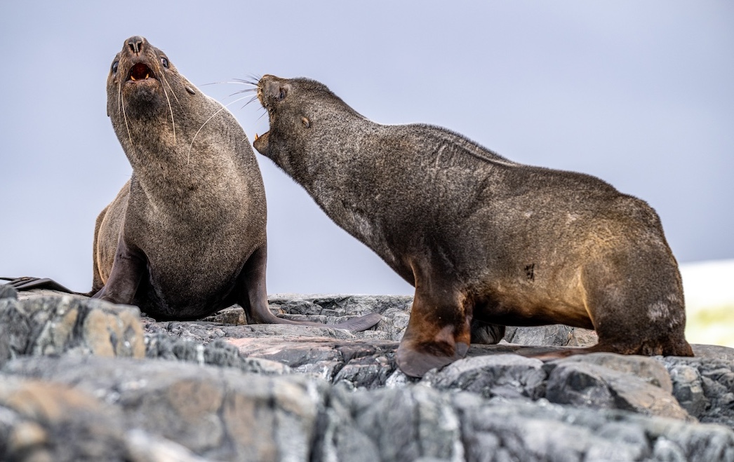 Two fur seals play at fighting in Antarctica