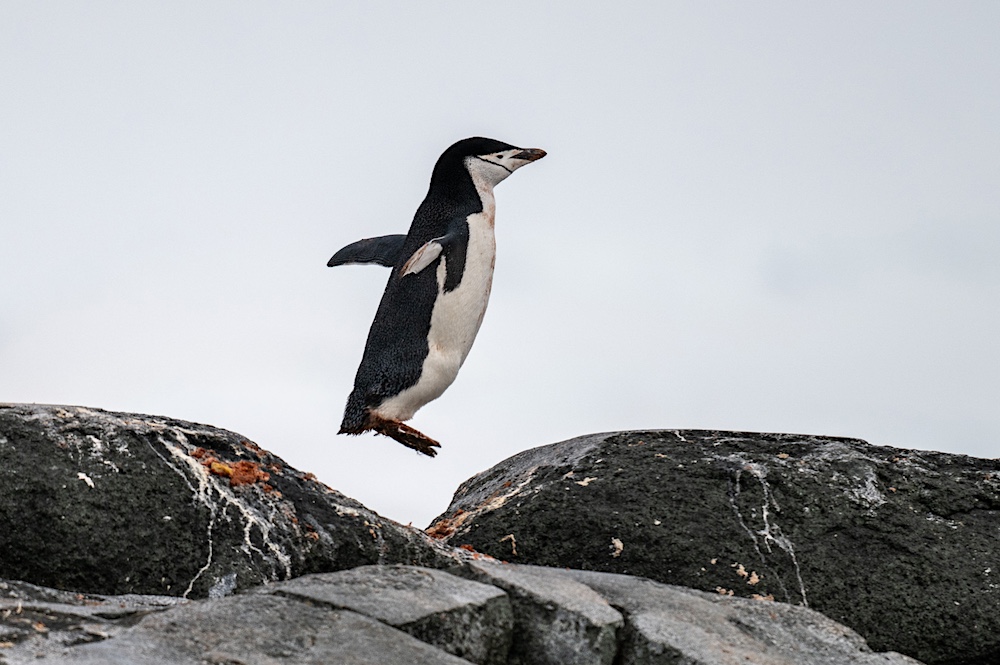 A chinstrap penguin has short legs and often has to jump to avoid cracks in the rocks.