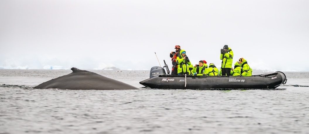 Cruise guests on a zodiac enjoy a closeup visit from a humpback whale.