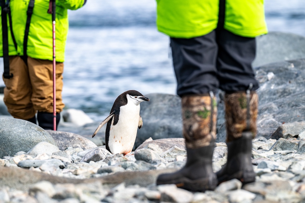 Guests stop to let a Chinstrap Penguin cross between them. Expedition Team members will stand and put cones along a path to guide guests in order to avoid disturbing wildlife but sometimes, the wildlife will get close on their own.