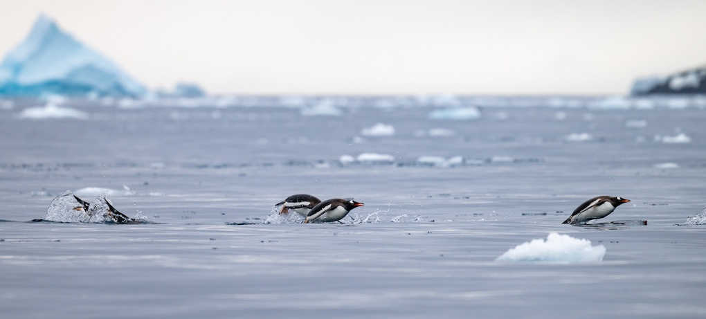 Gentoo penguins porpoising in and out of the water, allowing them to breathe and get a look at their surroundings above the water.