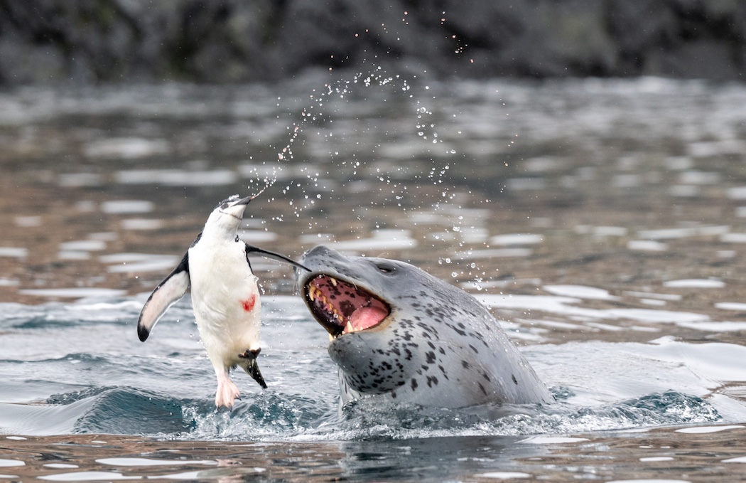 A leopard seal tosses a chinstrap penguin in the air. A move it will repeat to exhaust and stun its prey.