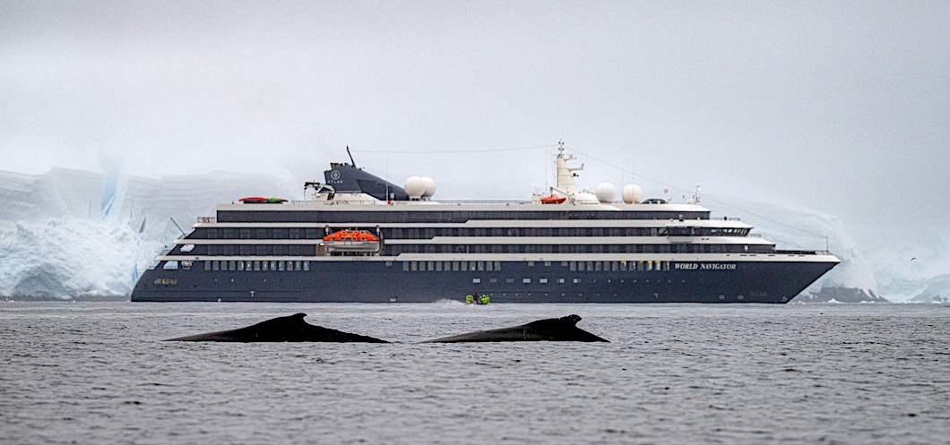 A couple of humpback whales swim in front of the World Navigator expedition cruise ship.